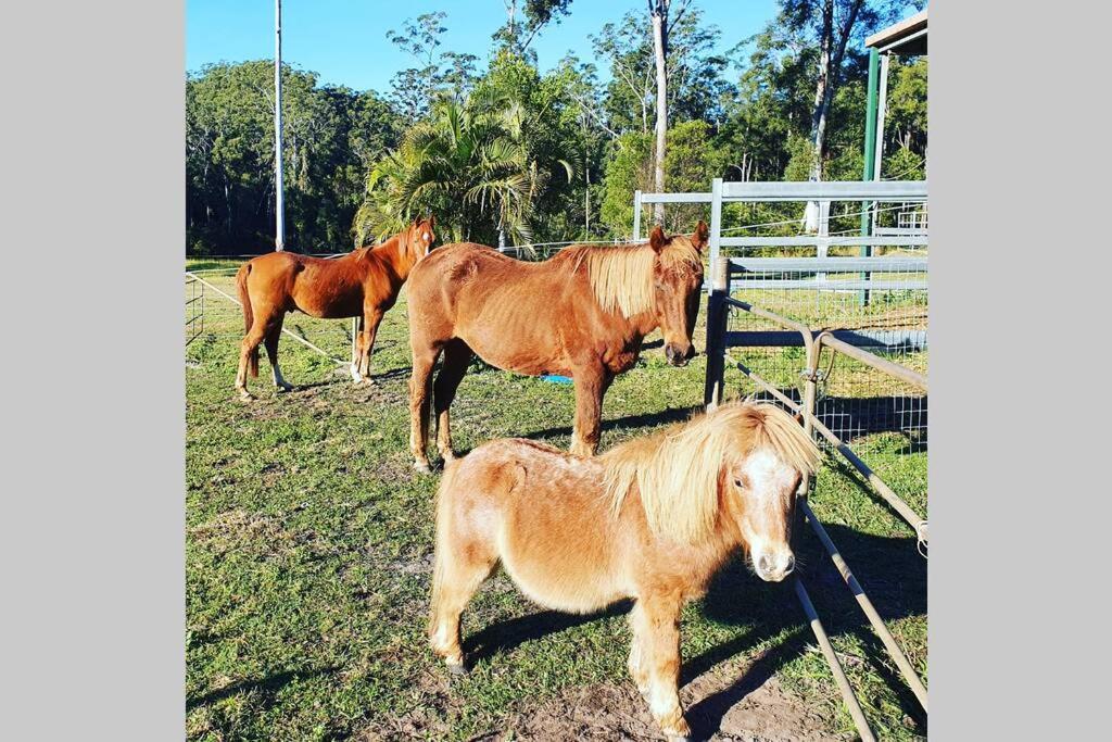 Cabin Country Retreat Paskins Farm Palmwoods Екстериор снимка